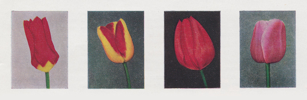 Tulip promotional posters from the 1958 Swart & Company catalog.