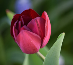 Photo of Triumph, Tulipa: National Velvet
