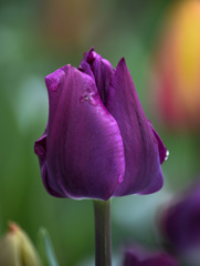 Photo of Triumph, Tulipa: Negrita