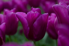 Photo of Triumph, Tulipa: Passionale