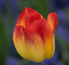 Photo of Triumph, Tulipa: Sun Catcher