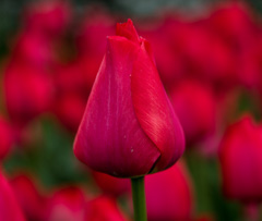 Photo of Triumph, Tulipa: Spryng