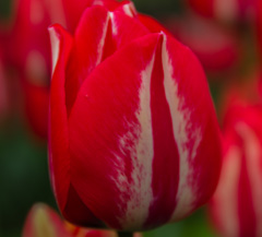 Photo of Triumph, Tulipa: Spryng Break