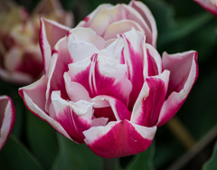 Photo of Double Late, Tulipa: Wirosa