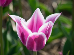 Photo of Lily-Flowering, Tulipa: Ballade
