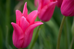 Photo of Lily-Flowering, Tulipa: Jacqueline