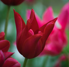 Photo of Lily-Flowering, Tulipa: Red Shine