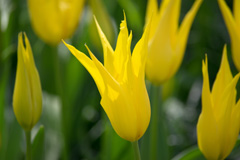 Photo of Lily-Flowering, Tulipa: West Point