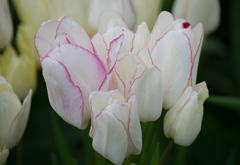 Photo of Bunch-Flowering, Tulipa: Candy Club