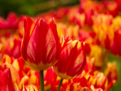 Photo of Bunch-Flowering, Tulipa: Color Spectacle