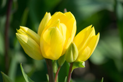 Photo of Bunch-Flowering, Tulipa: Georgette