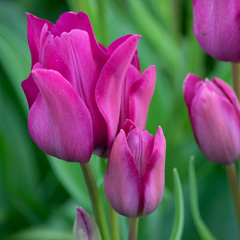 Photo of Bunch-Flowering, Tulipa: Night Club