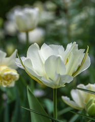 Photo of Fosteriana, Tulipa: Exotic Emperor