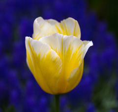 Photo of Fosteriana, Tulipa: Sweetheart