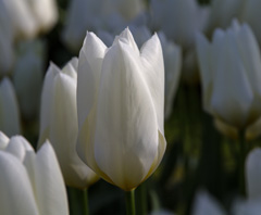 Photo of Fosteriana, Tulipa: White Emperor