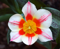 Photo of Greigii, Tulipa: Coors