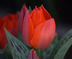 Photo of Greigii, Tulipa: Red Riding Hood