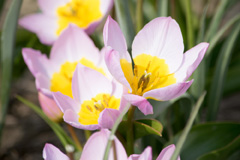 Photo of Species, Tulipa: Bakeri Lilac Wonder