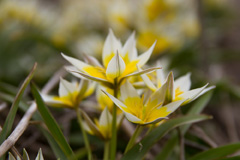 Photo of Species, Tulipa: Tarda
