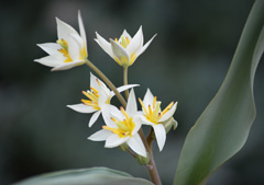Photo of Species, Tulipa: Turkestanica