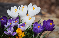 Photo of vernus, Crocus: Mixed