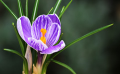 Photo of vernus, Crocus: King of the Striped