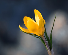 Photo of chrysanthus, Crocus: Yellow Mammoth