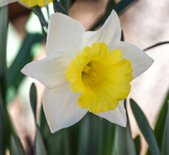 Photo of Trumpet, Narcissus: Cornish King