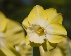 Photo of Large-Cupped, Narcissus: Avalon