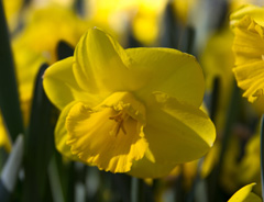 Photo of Large-Cupped, Narcissus: Camelot