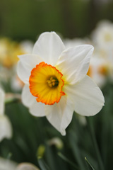 Photo of Large-Cupped, Narcissus: Flower Record