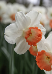 Photo of Large-Cupped, Narcissus: Pink Charm