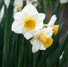 Photo of Large-Cupped, Narcissus: Salome
