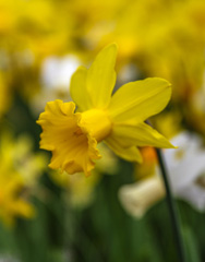 Photo of Cyclamineus, Narcissus: February Gold