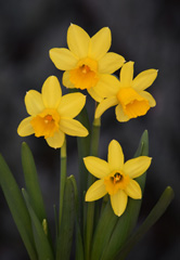 Photo of Cyclamineus, Narcissus: Tete a Tete