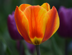 Photo of Single Early, Tulipa: Flair