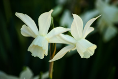 Photo of Triandrus, Narcissus: Thalia