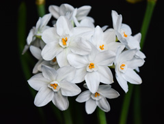 Photo of Tazetta, Narcissus: Ariel
