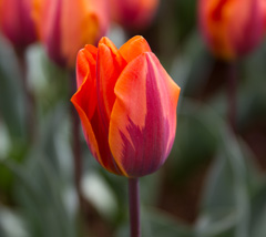 Photo of Single Early, Tulipa: Princess Irene