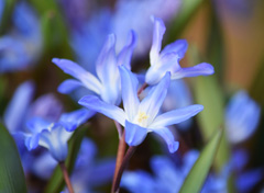 Photo of Liliaceae, Chionodoxa: Blue Giant