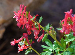 Photo of Corydalis Solida, Corydalis: G.P. Baker