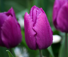 Photo of Single Early, Tulipa: Purple Prince