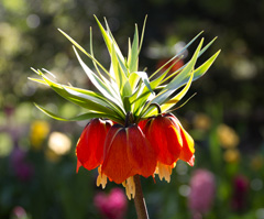 Photo of n/a, Fritillaria: Imperialis Rubra