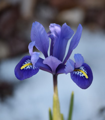 Photo of Hermodactyloides, Iris: Reticulata Harmony
