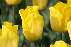 Photo of Single Early, Tulipa: Strong Gold