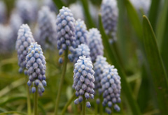 Photo of n/a, Muscari: Valerie Finnis