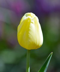 Photo of Triumph, Tulipa: Yellow Present