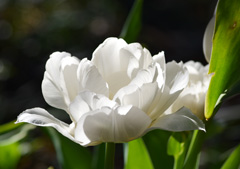 Photo of Double Early, Tulipa: Mondial