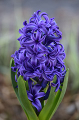 Photo of Orientalis, Hyacinthus: Blue Pearl