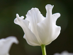 Photo of Triumph, Tulipa: White Liberstar